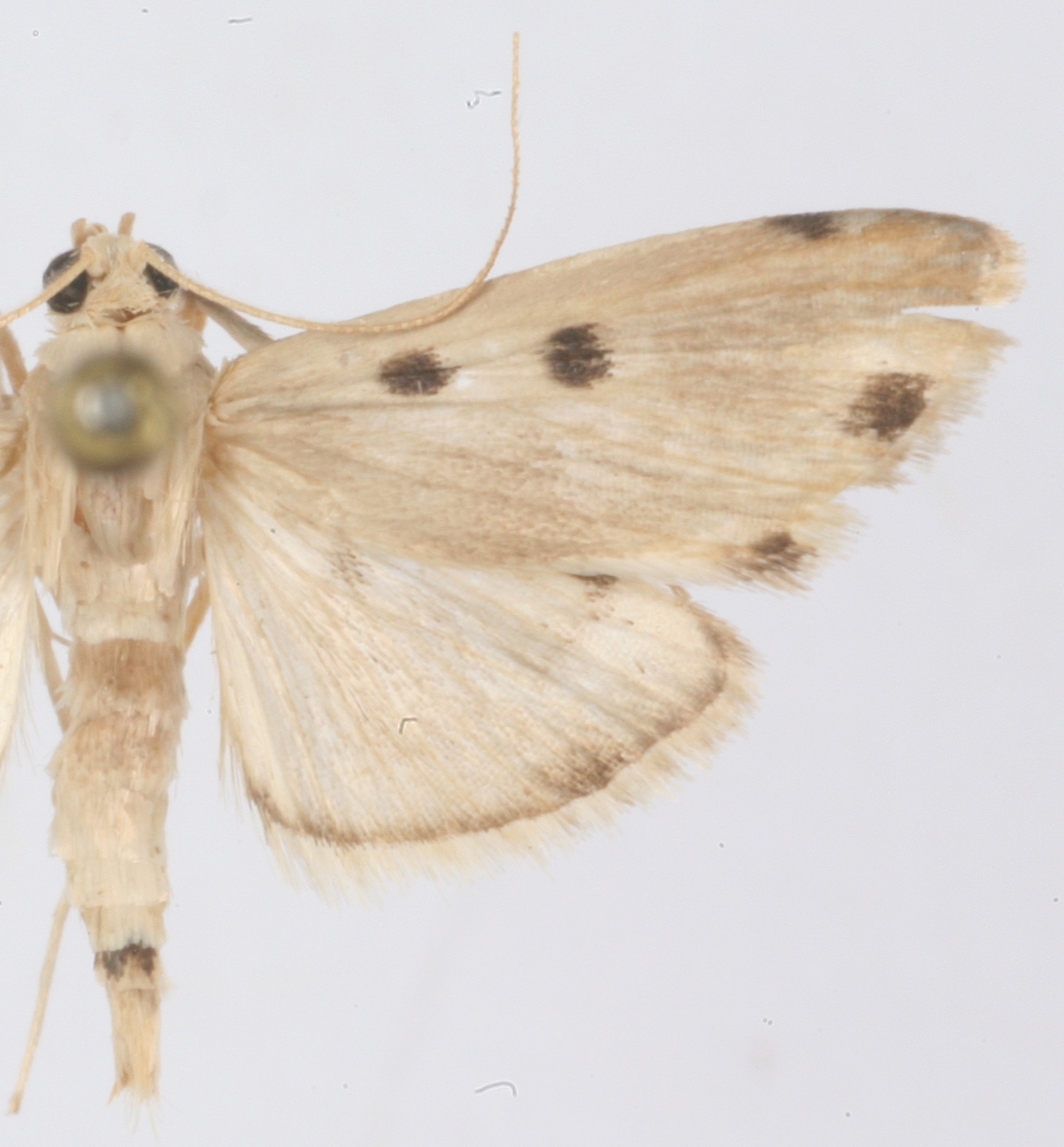 Niphostola sp. 1